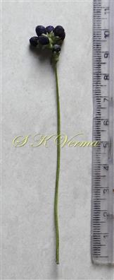  Peduncle bearing fruits